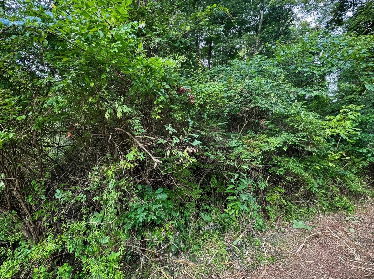 Before: Overgrown brush