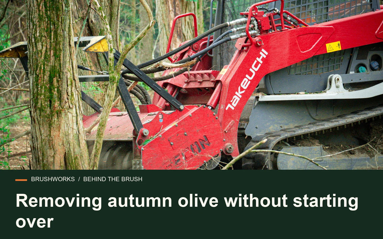 Removing autumn olive without starting over — Brushworks field photography