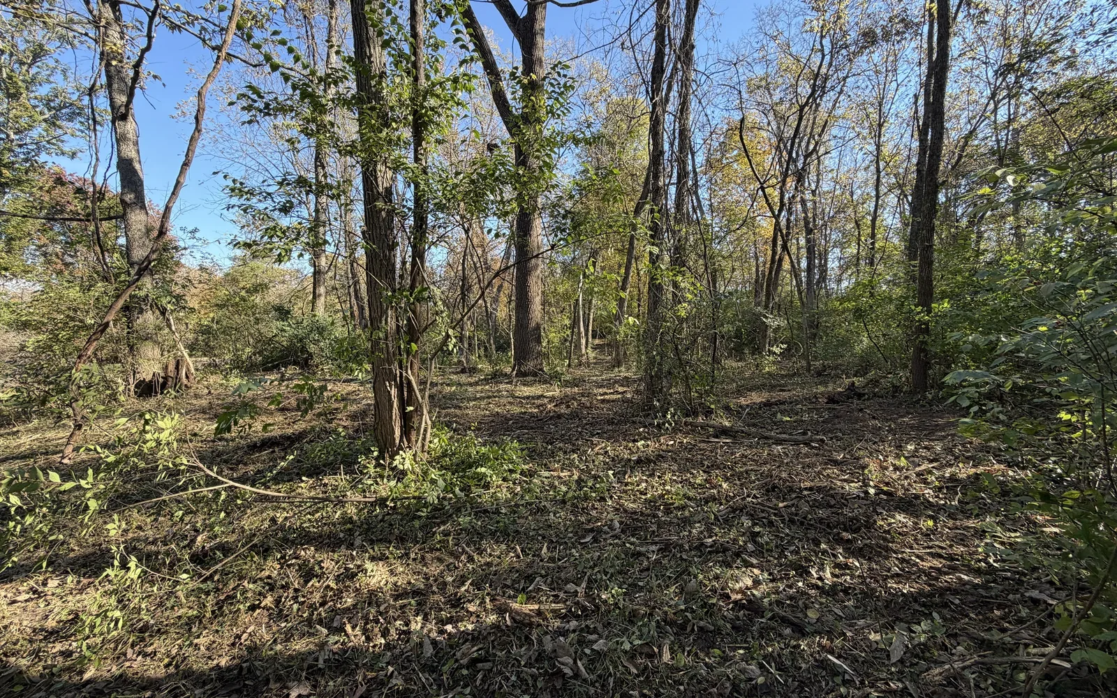 Wooded lot after a poor forestry mulching job by another company, with brush still standing and branches left on the ground
