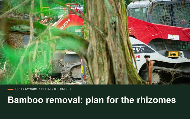 Bamboo removal: plan for the rhizomes