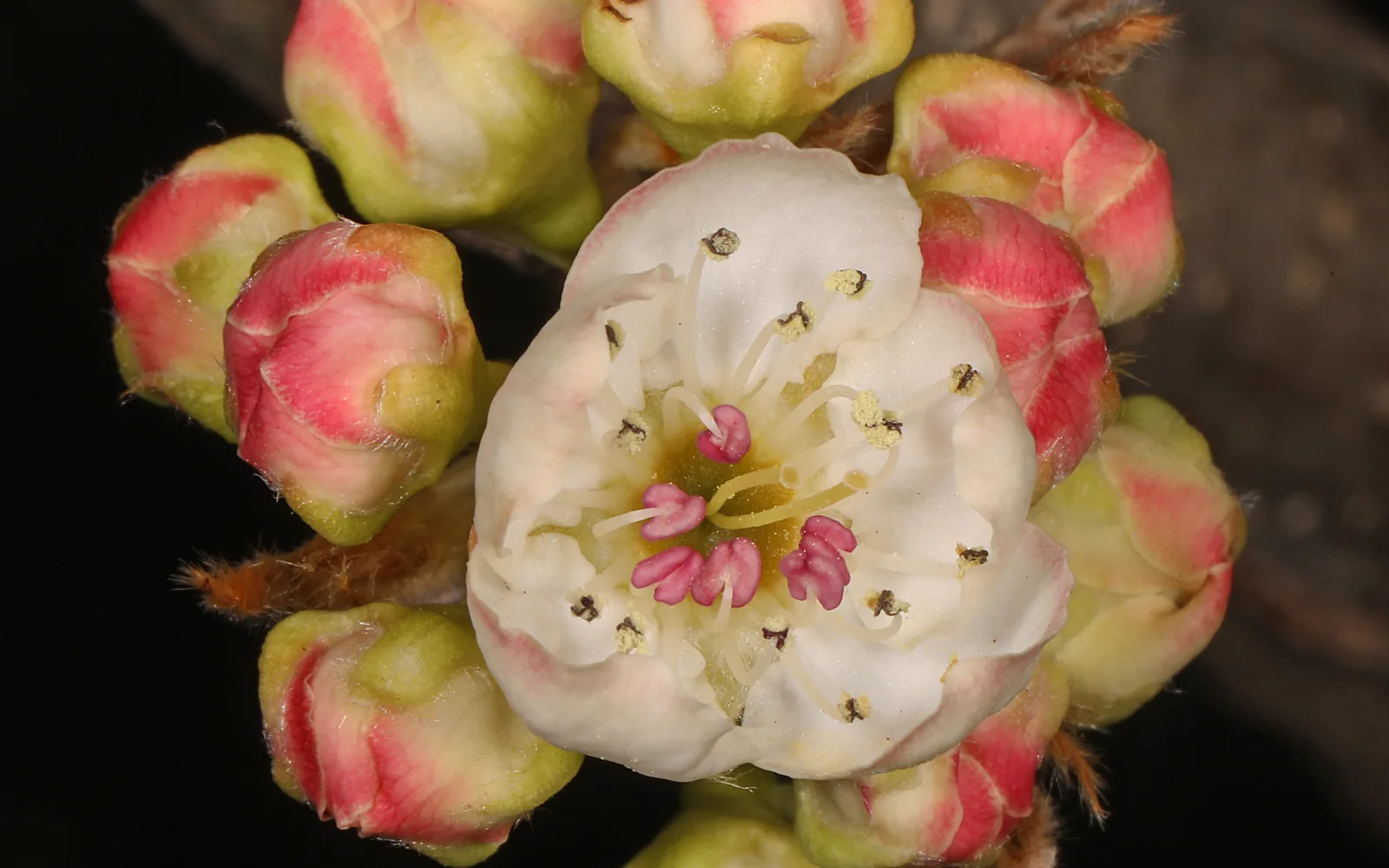 Callery pear (Pyrus calleryana)