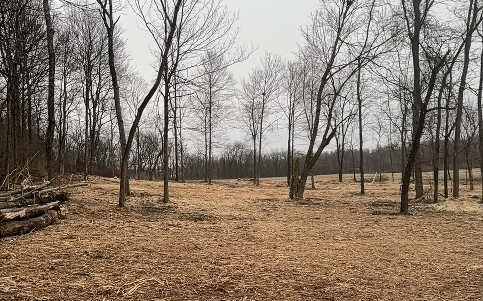 I want to clear my land. Where do I start? — Brushworks field photography