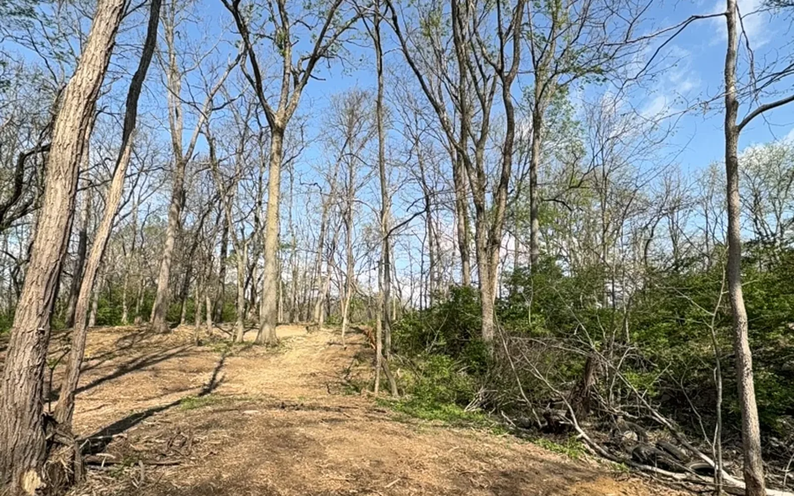 Clearing a driveway route through woodland — Brushworks field photography