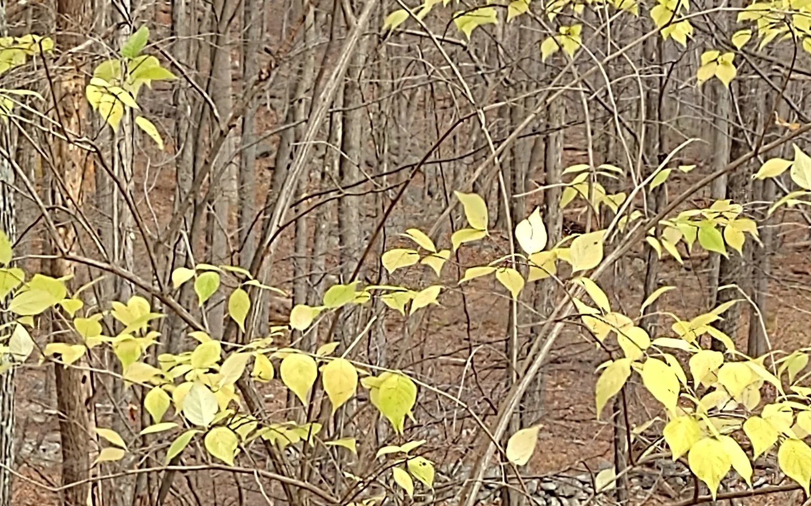Bush honeysuckle holding yellow-green leaves in otherwise bare late-fall woods
