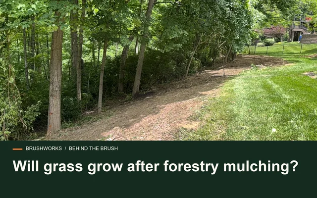 Will grass grow after forestry mulching?