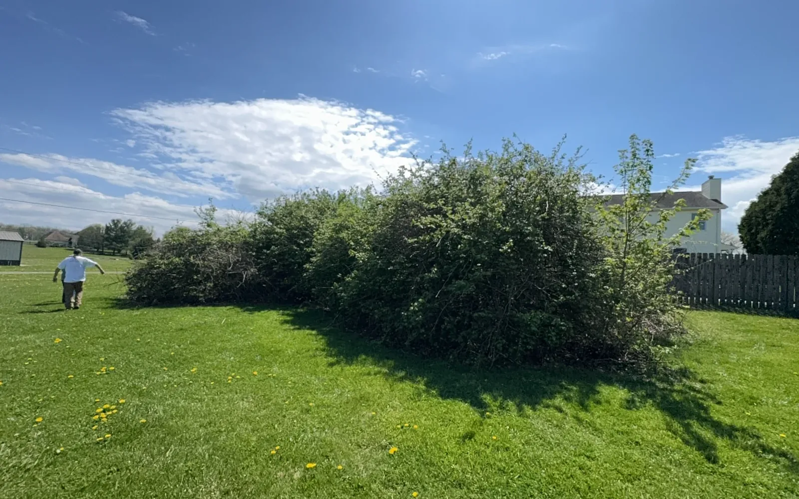 What affects a honeysuckle removal quote? — Brushworks field photography