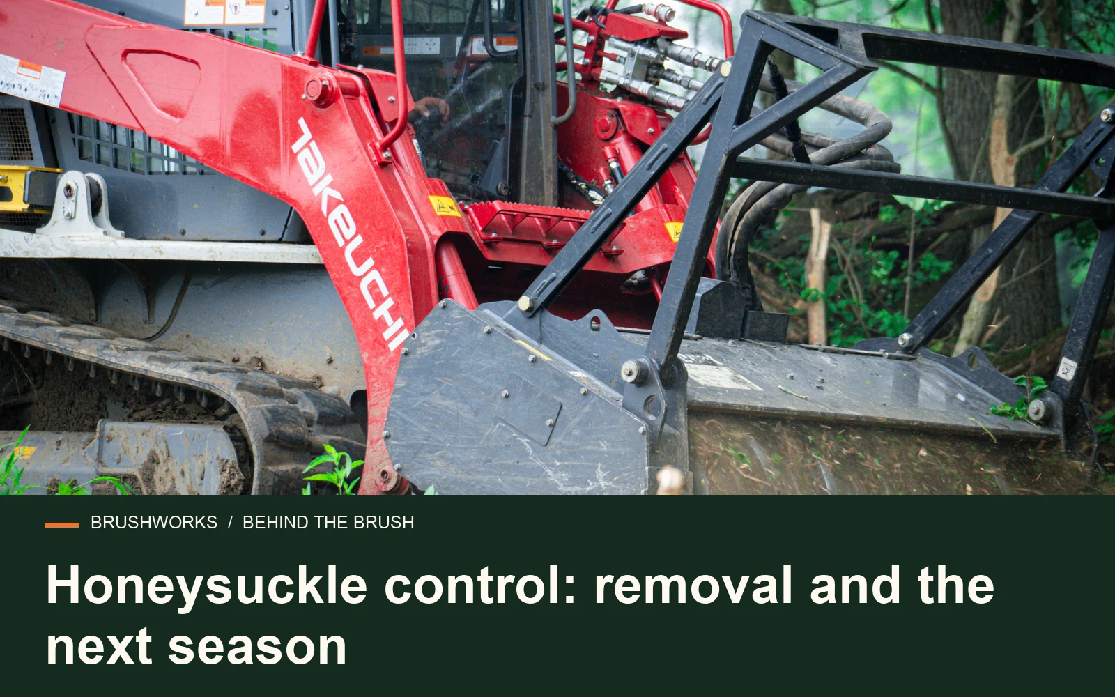 Honeysuckle control: removal and the next season — Brushworks field photography