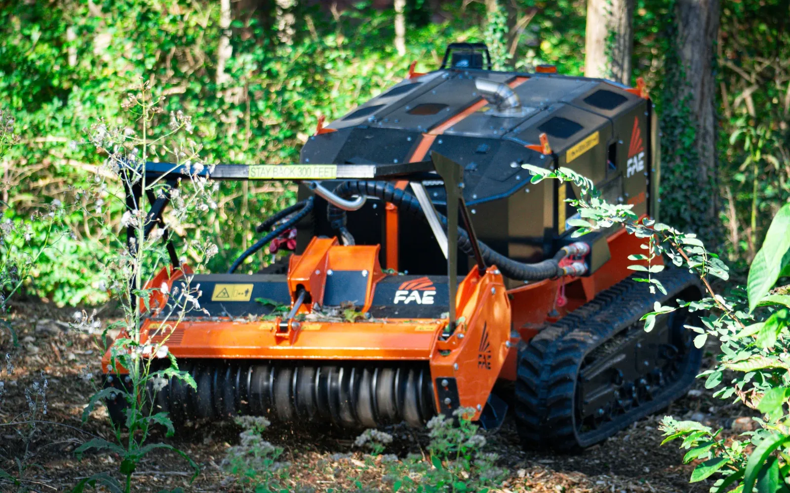 Identify invasive plants before clearing them — Brushworks field photography
