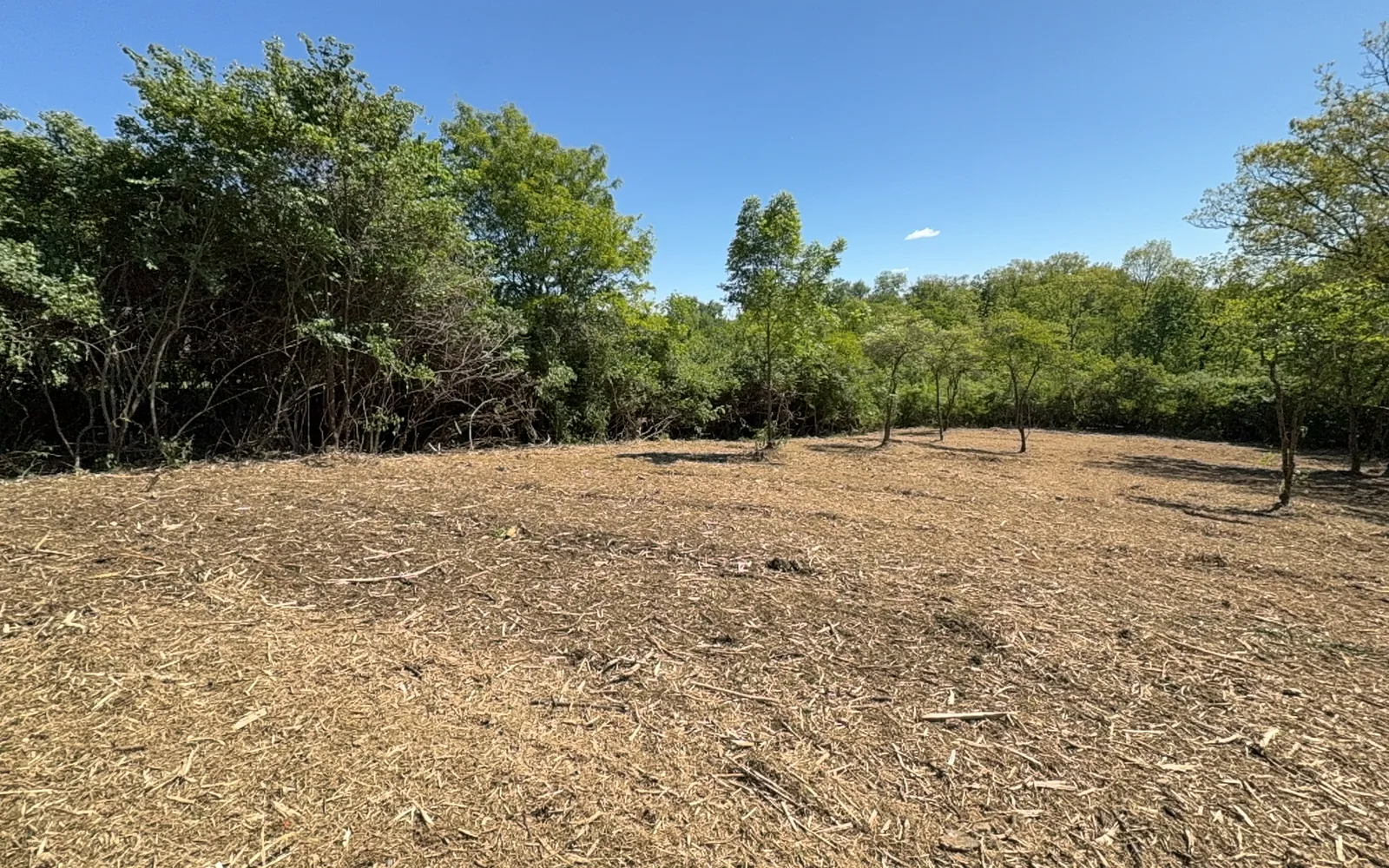 Acreage freshly mulched down to the ground along a brushy tree line