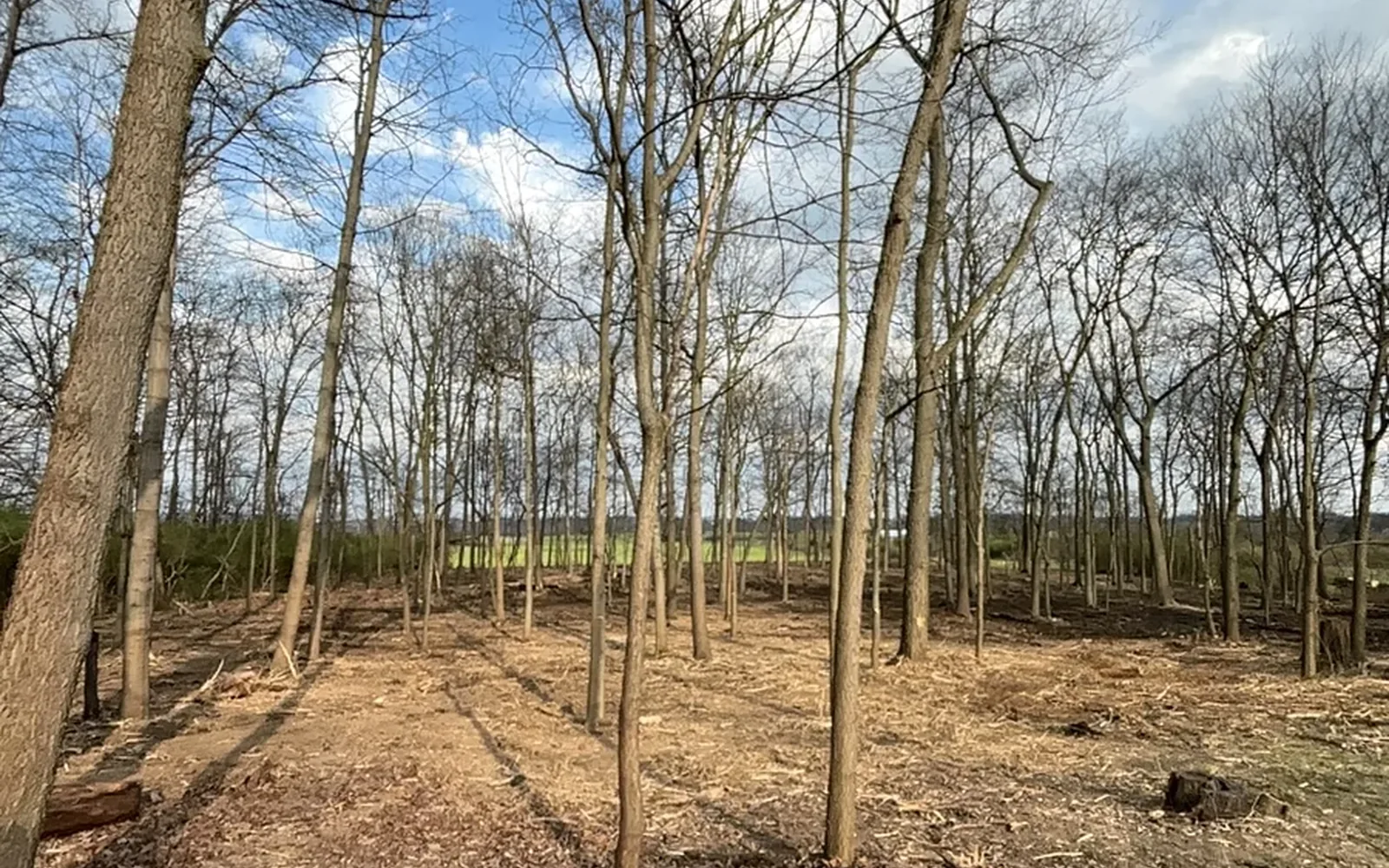 Clear a home site in the right order — Brushworks field photography