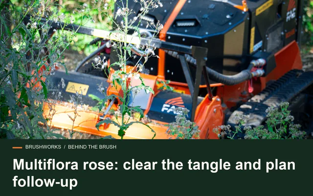 Multiflora rose: clear the tangle and plan follow-up