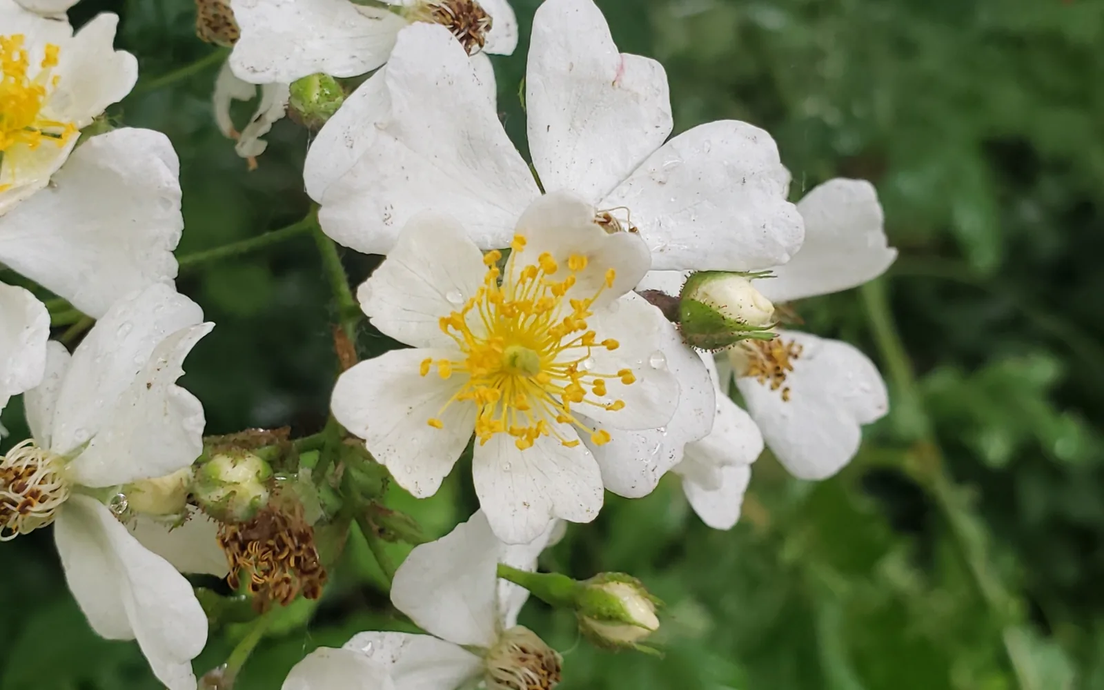Multiflora rose (Rosa multiflora)