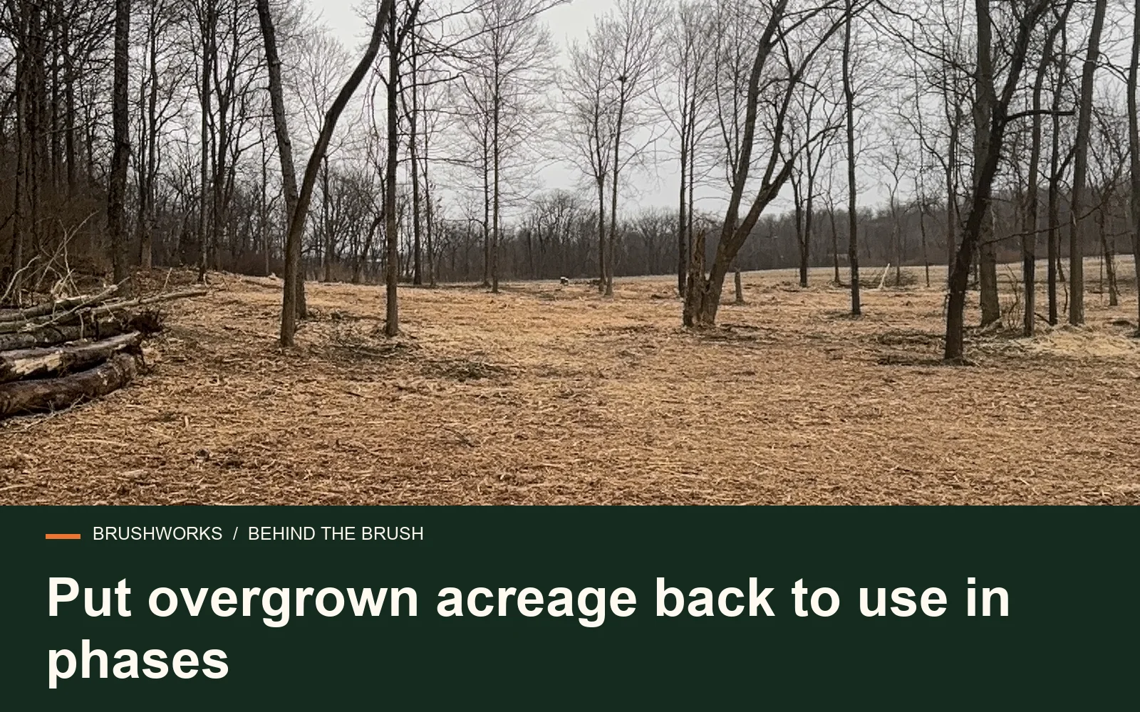 Put overgrown acreage back to use in phases — Brushworks field photography
