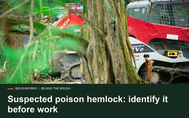 Suspected poison hemlock: identify it before work