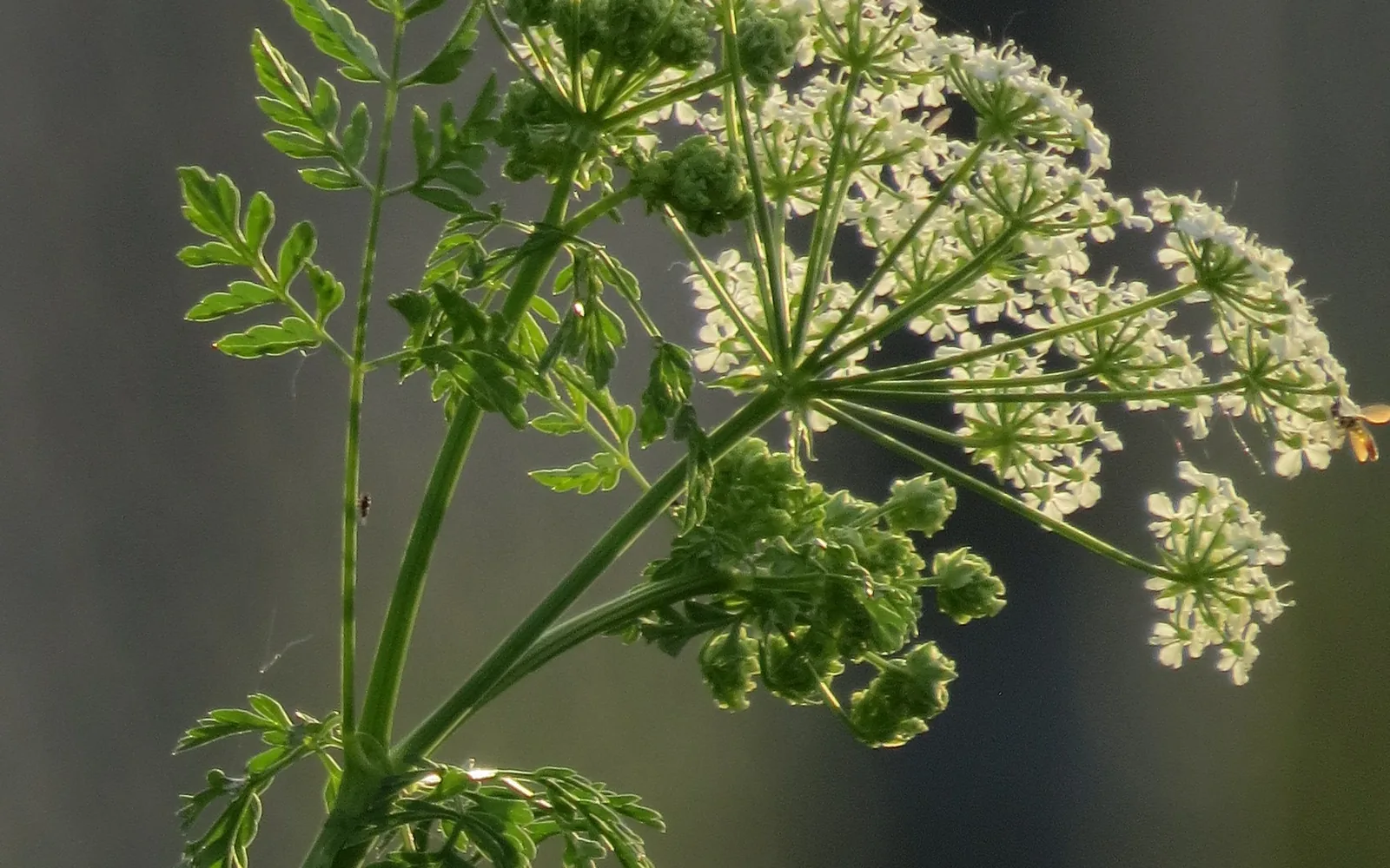 Poison hemlock (Conium maculatum)
