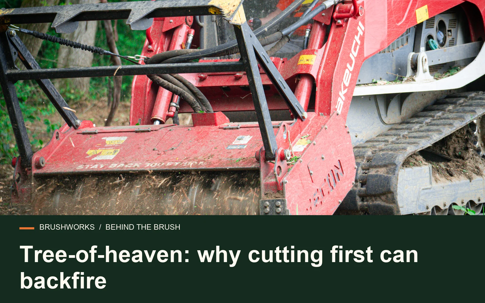 Tree-of-heaven: why cutting first can backfire — Brushworks field photography