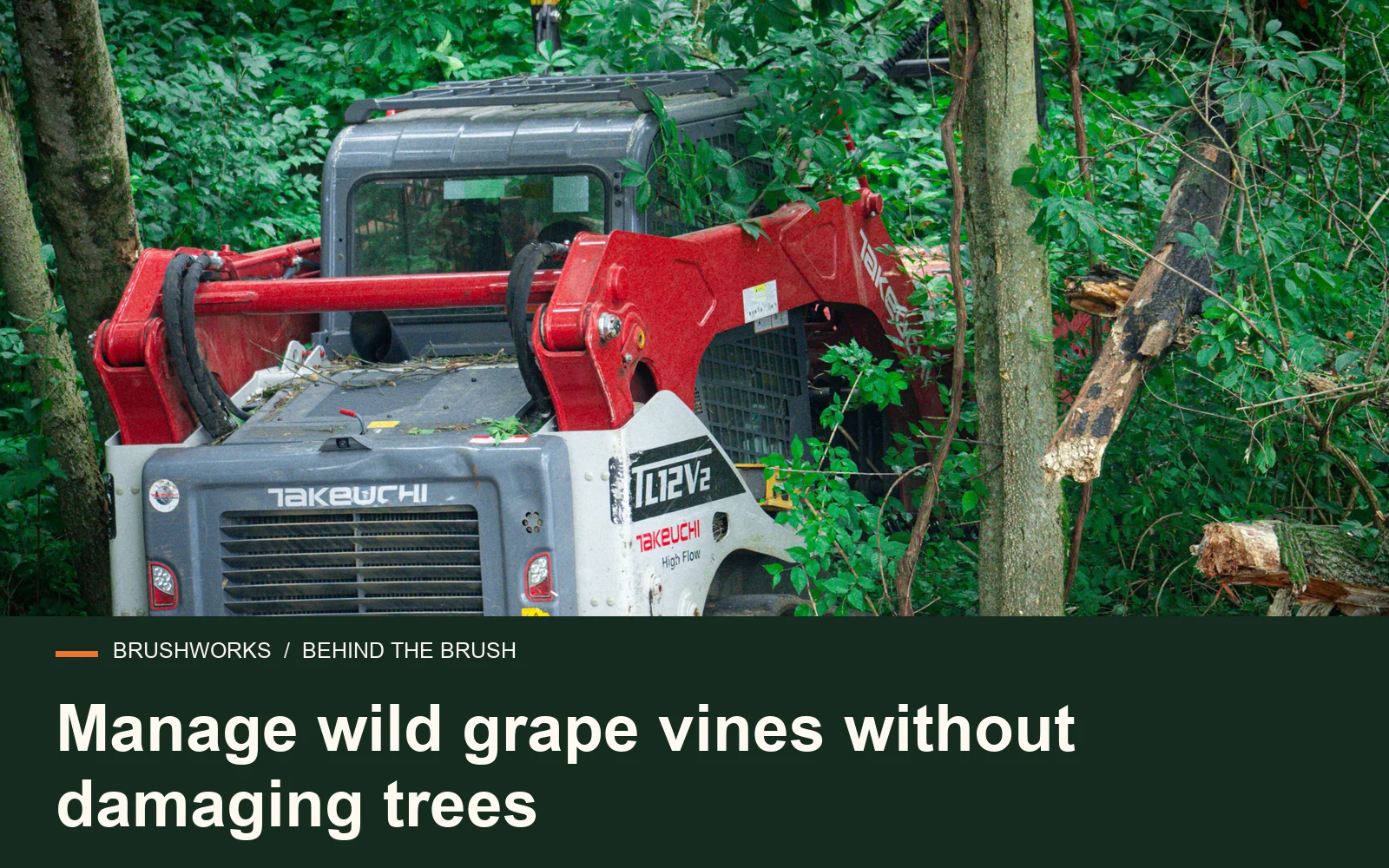 Manage wild grape vines without damaging trees — Brushworks field photography