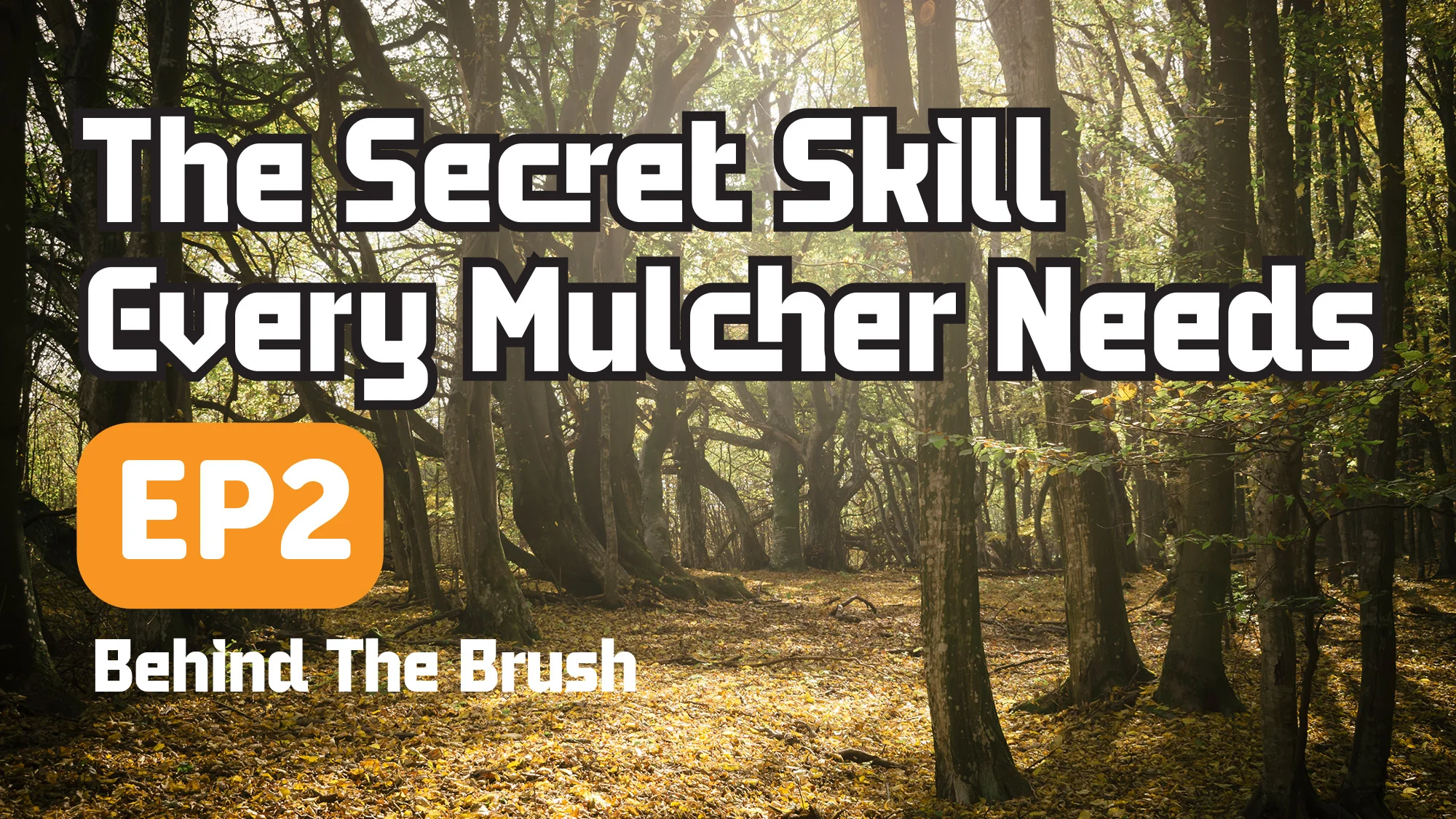 Why Tree Knowledge (Dendrology) Is Critical in Forestry Mulching