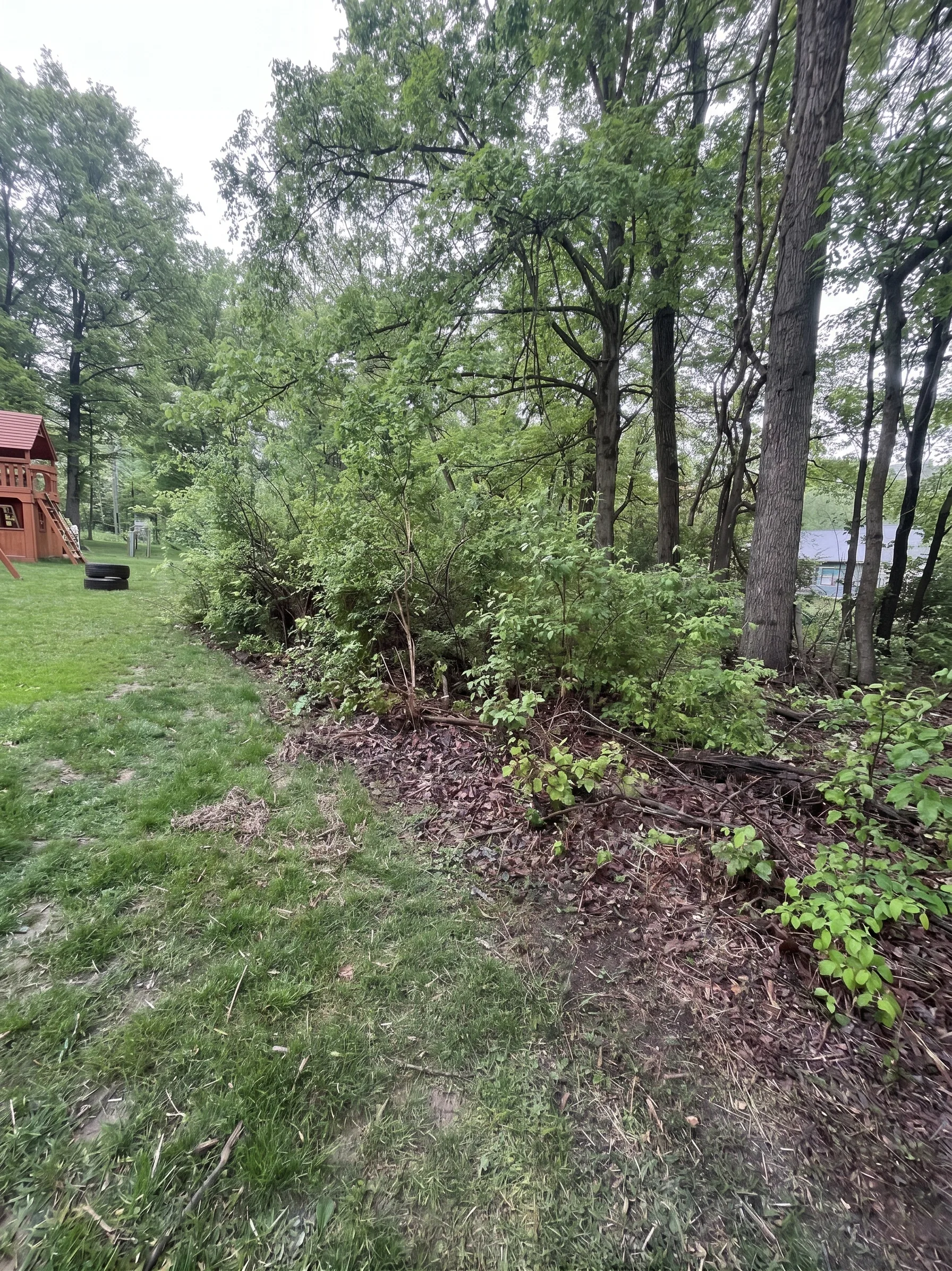 Forestry Mulching before by Brushworks