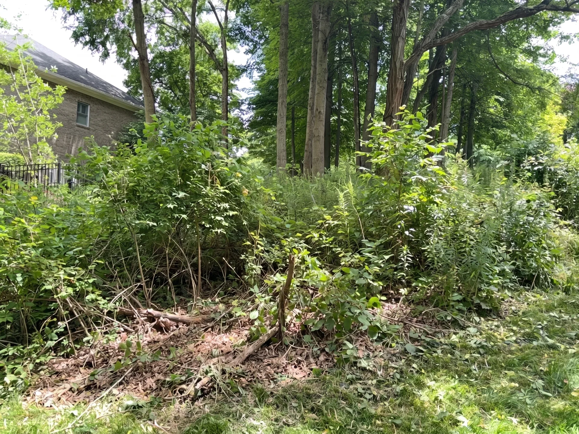 Slope Cleanup before by Brushworks