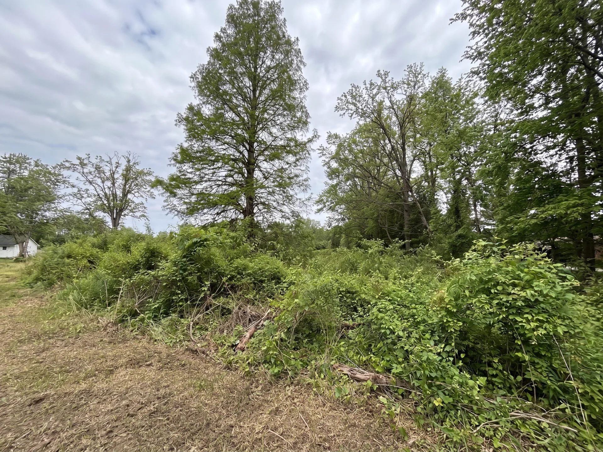 Pond & Treeline Clearing before by Brushworks