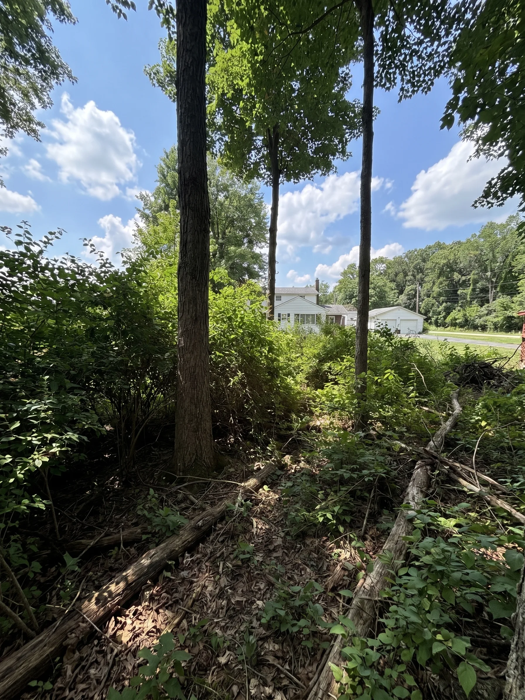 Back Yard Cleanup before by Brushworks