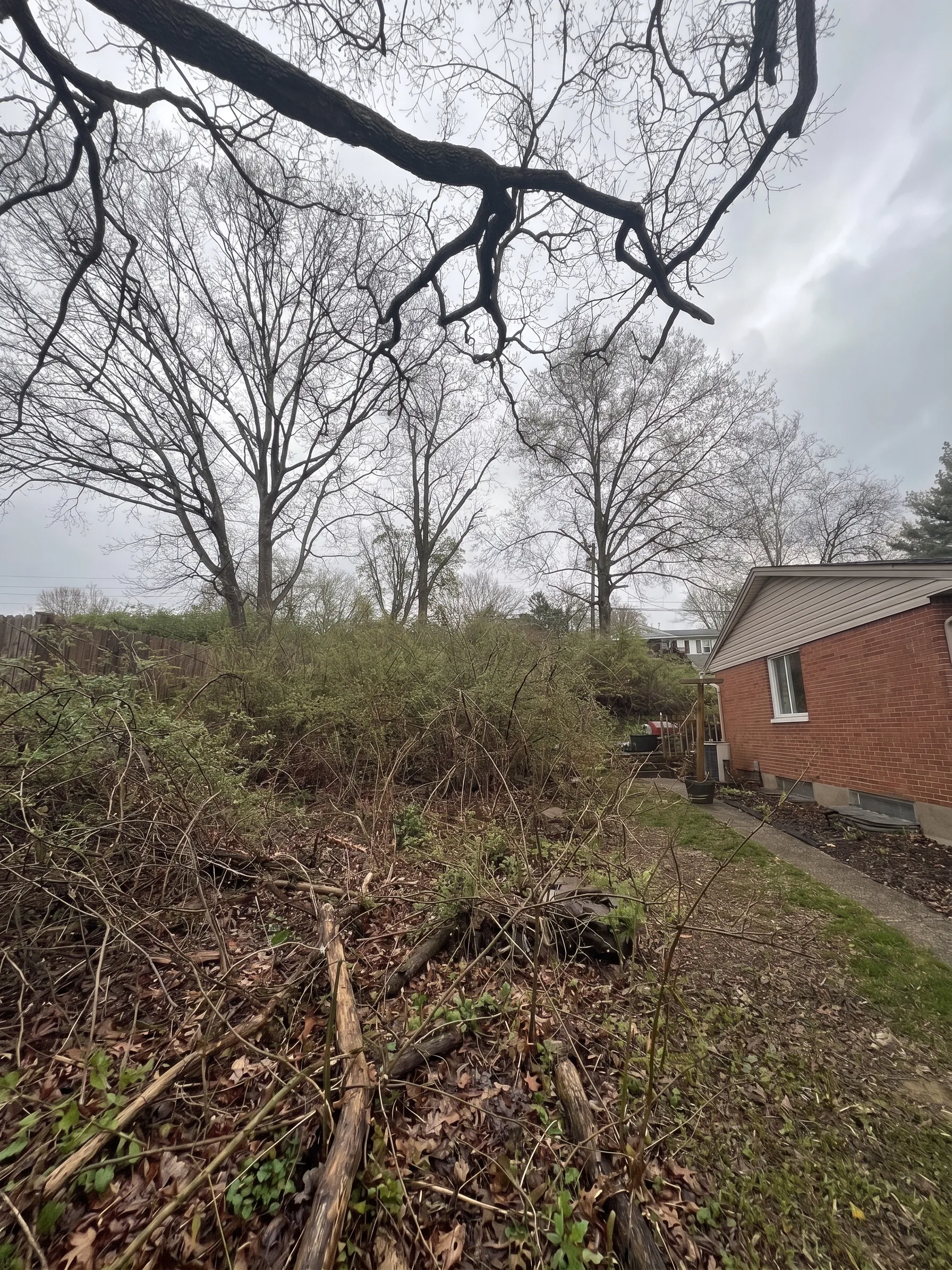 RCU Forestry Mulching before by Brushworks