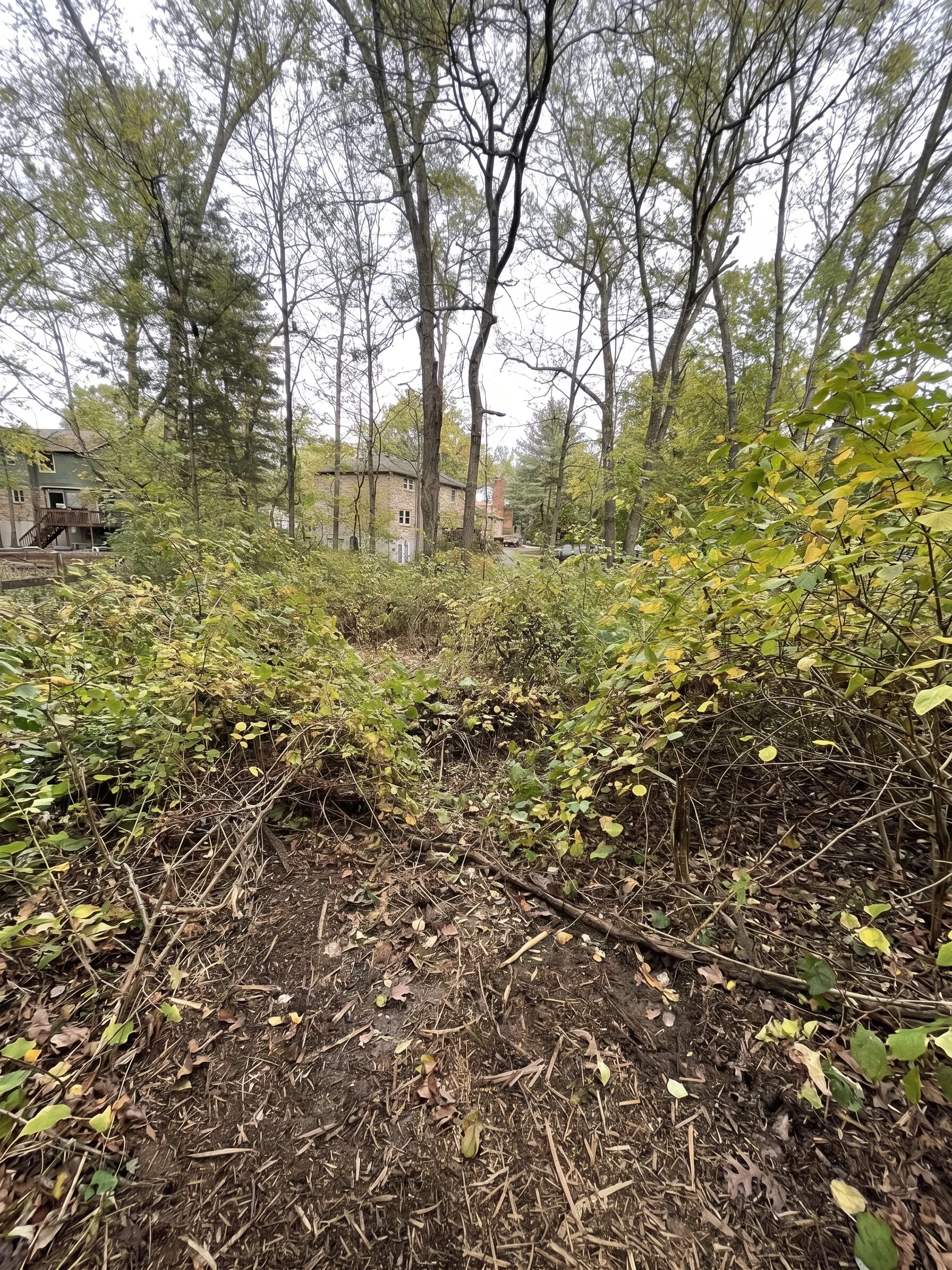 Forestry Mulching before by Brushworks