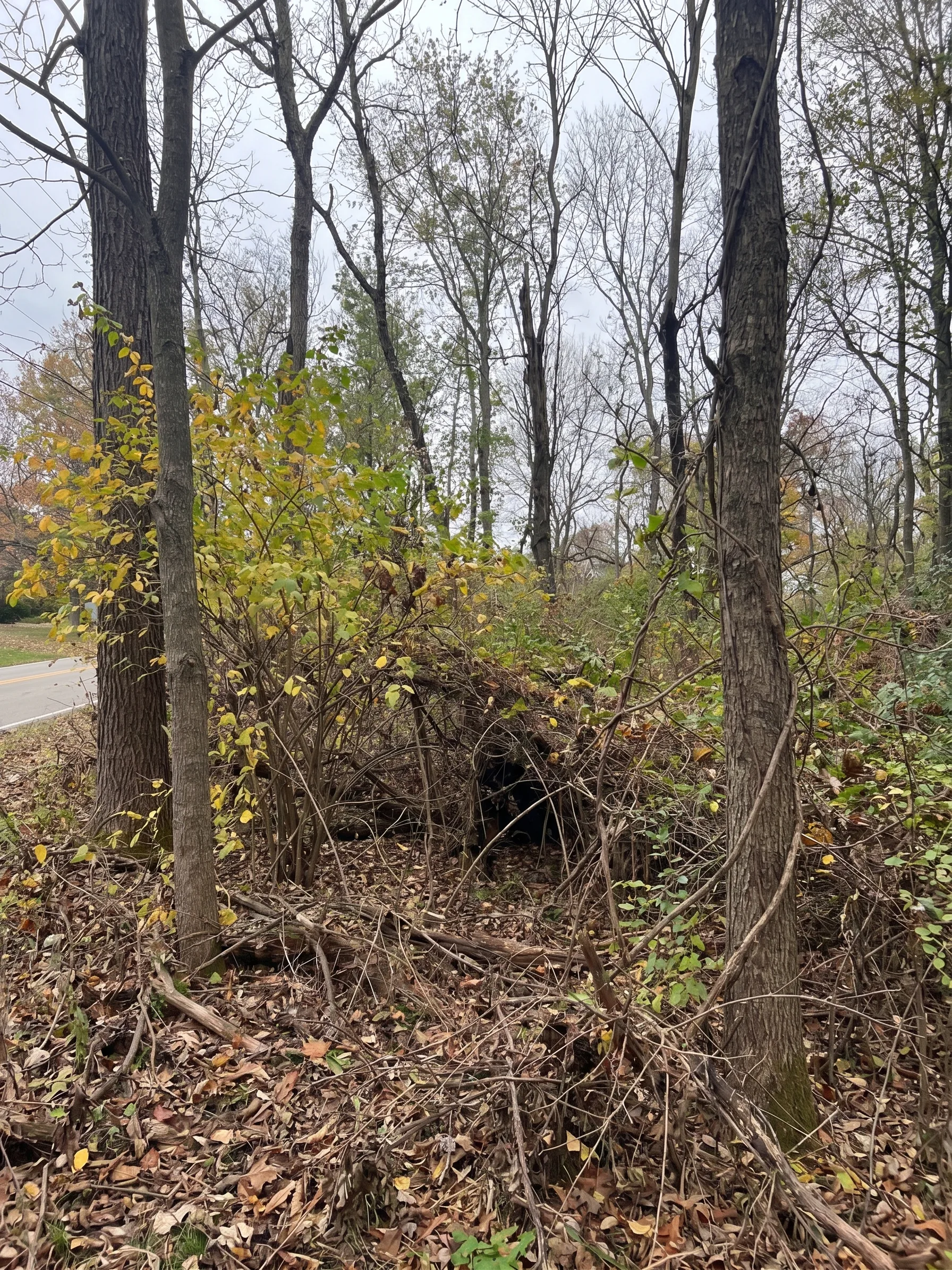 Mulched Clearing before by Brushworks
