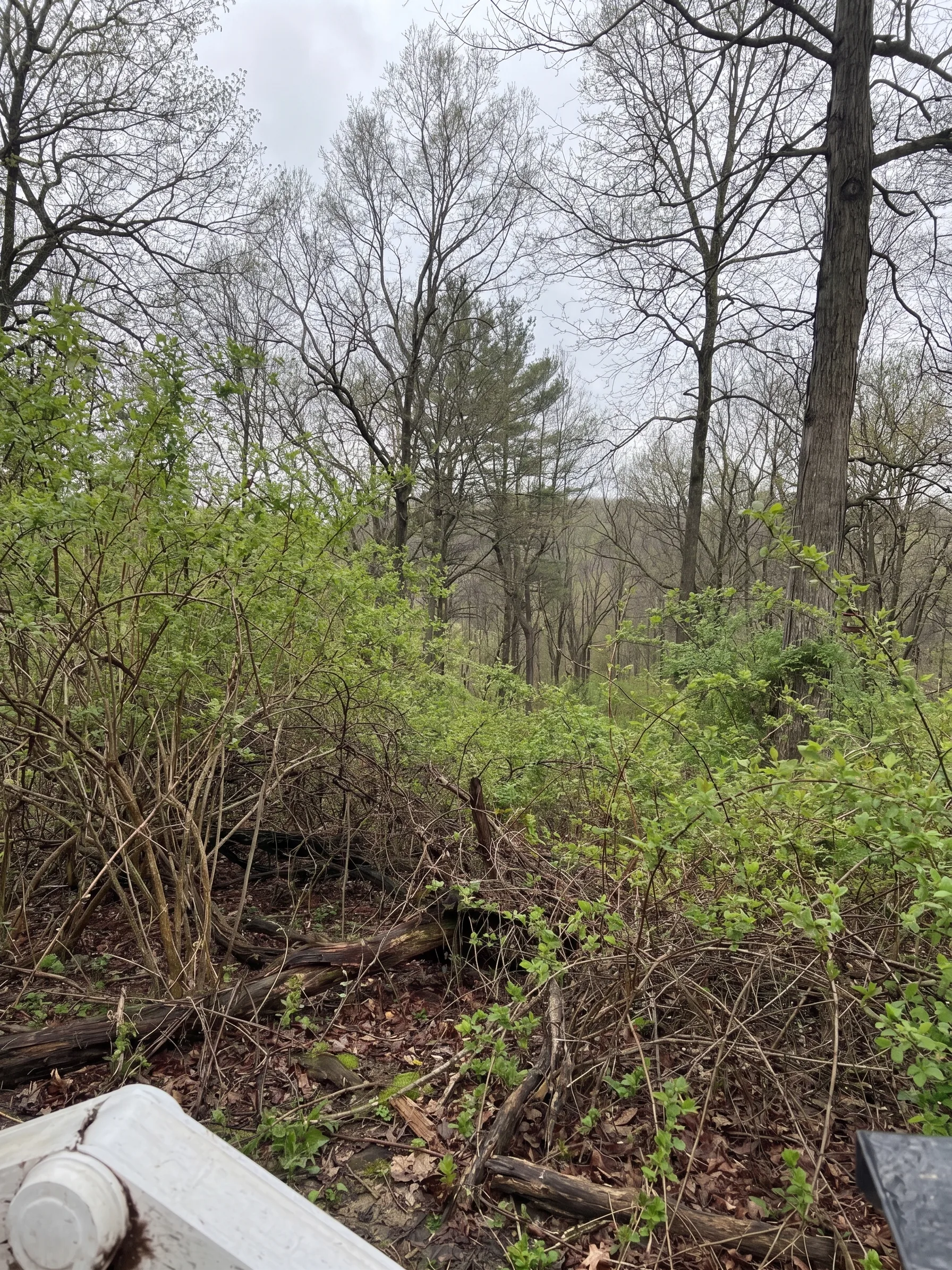 Forestry Mulching before by Brushworks