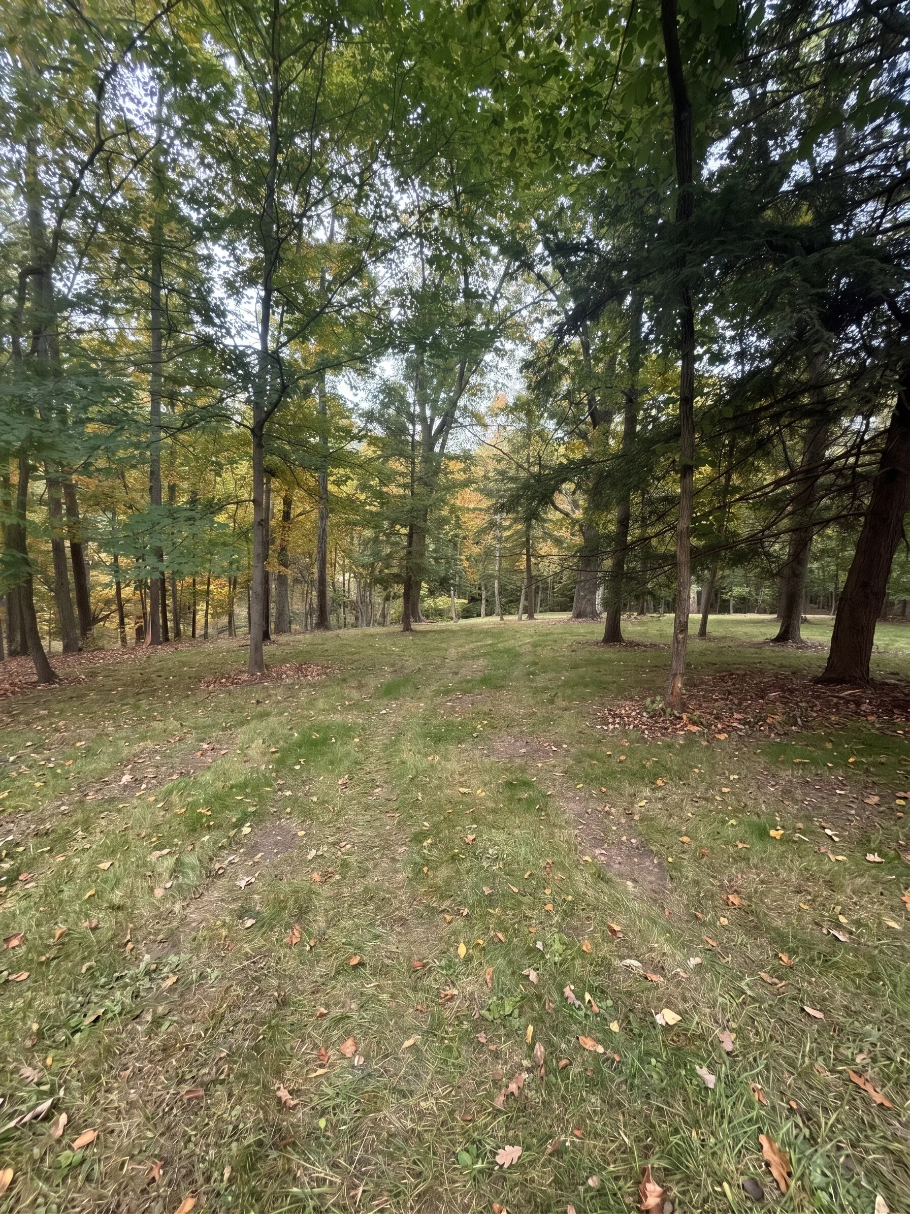 Brush and honeysuckle cleanup project maintained after Brushworks clearing