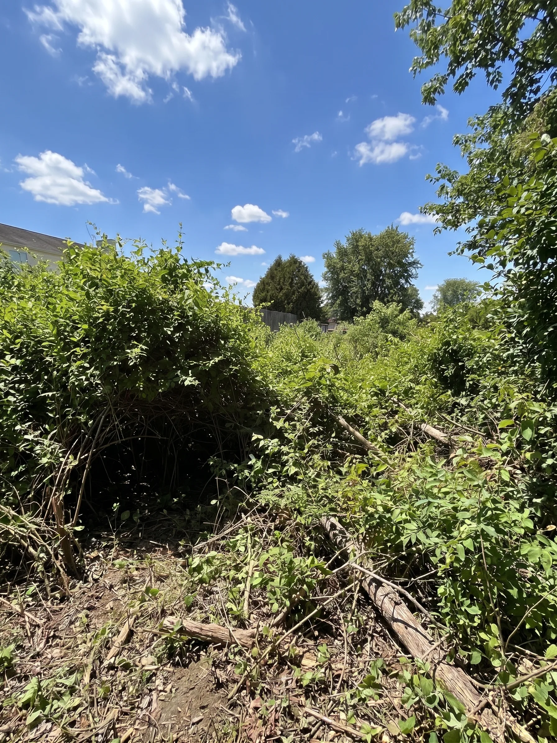 Back Yard Cleanup before by Brushworks