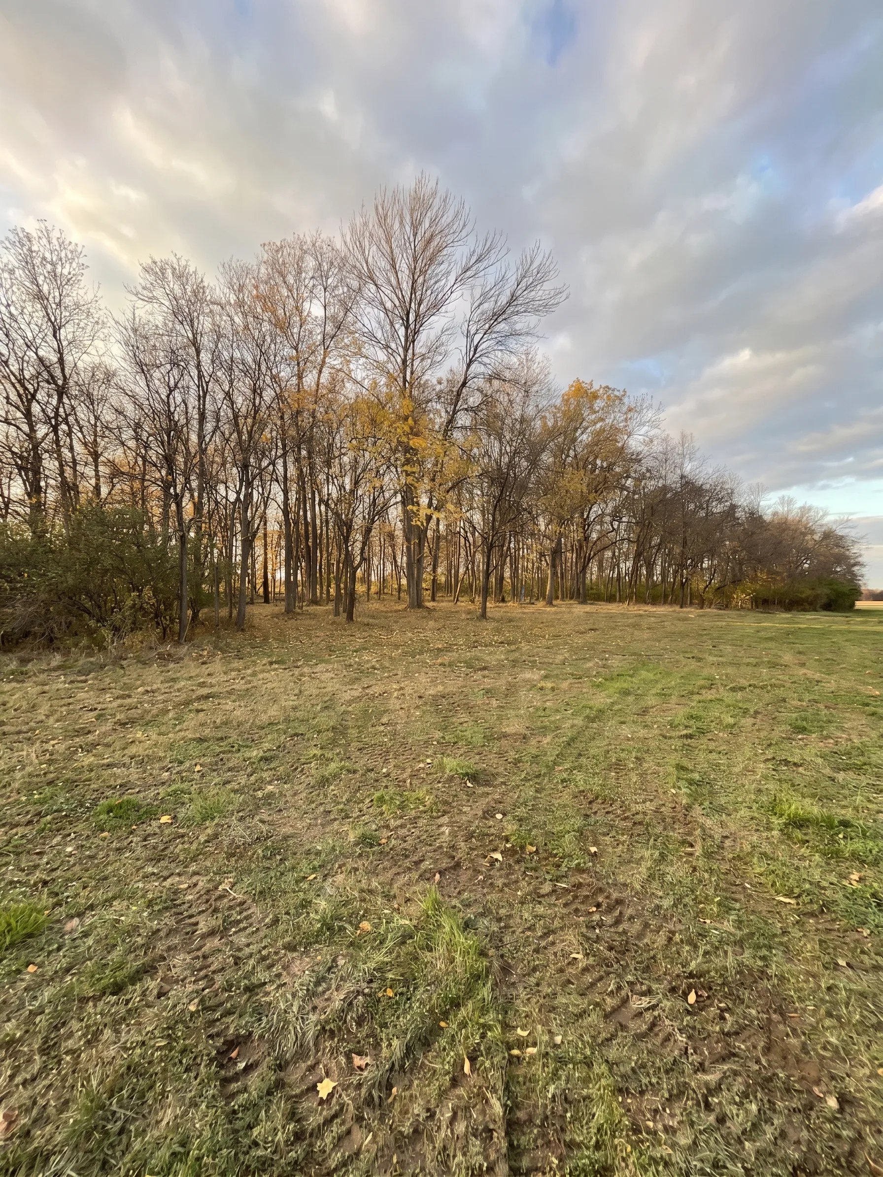 Forestry Mulching maintained by Brushworks