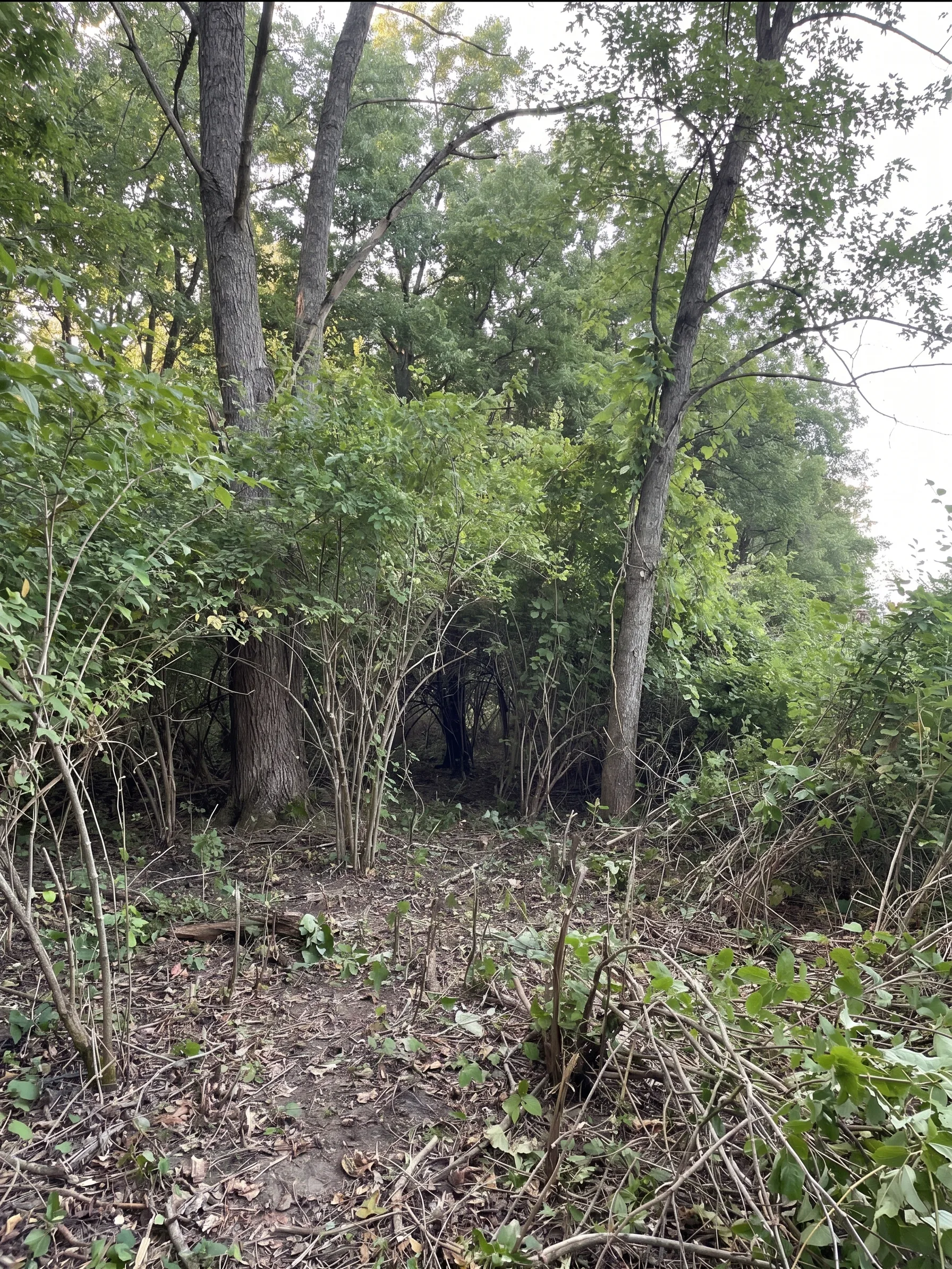 Forestry Mulching before by Brushworks
