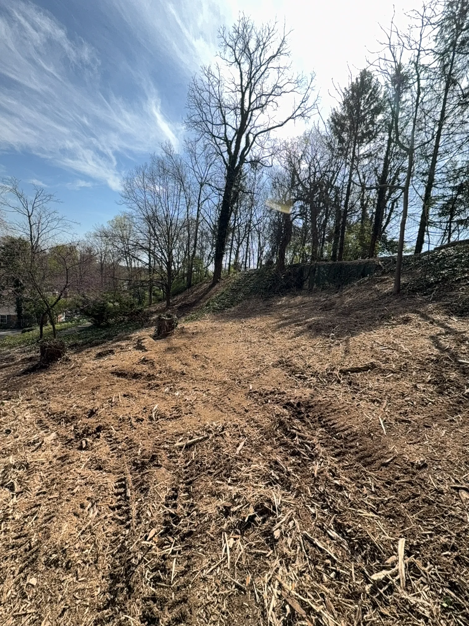 Hillside Mulching after clearing by Brushworks