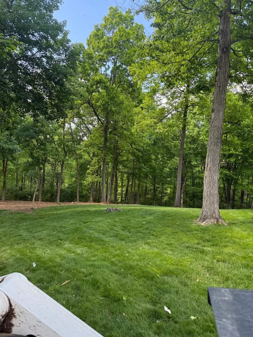 Forestry Mulching after clearing by Brushworks