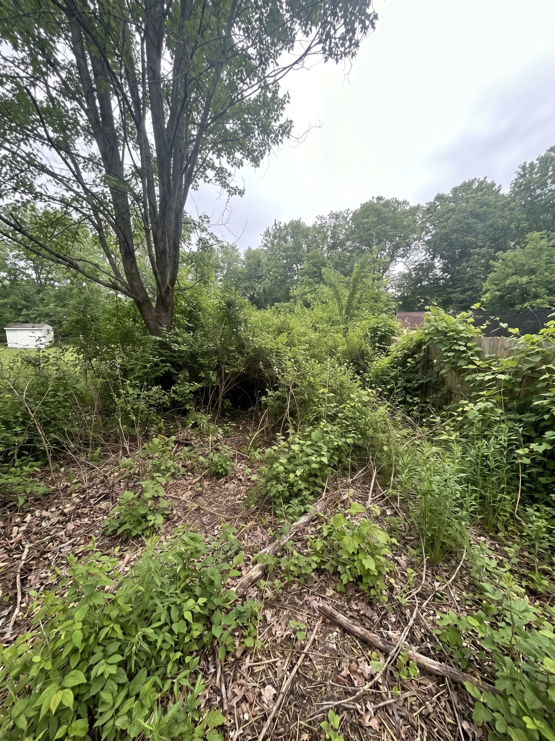 Property Reclaim before by Brushworks