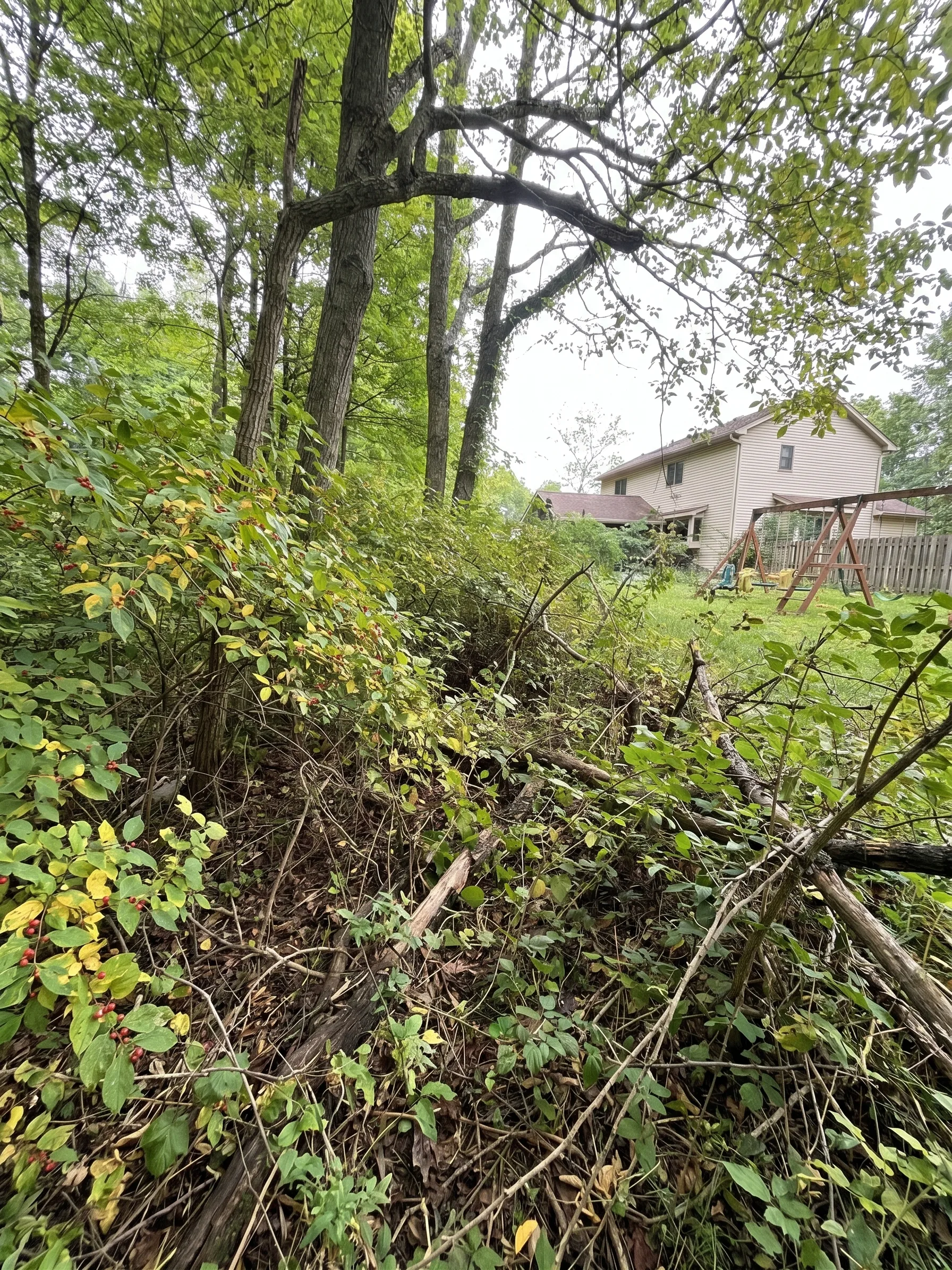 Hillside Mulching before by Brushworks