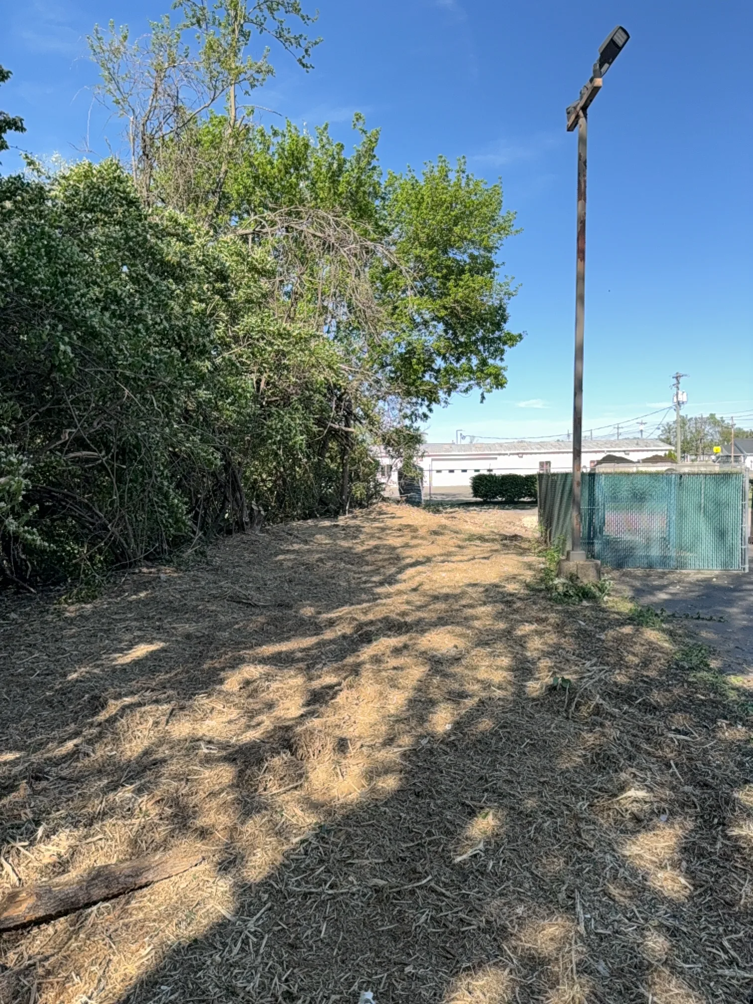 Fairfield Commercial Brush Clearing after clearing by Brushworks