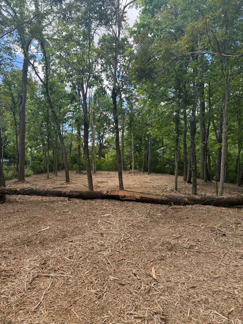 Mulched Clearing after clearing by Brushworks