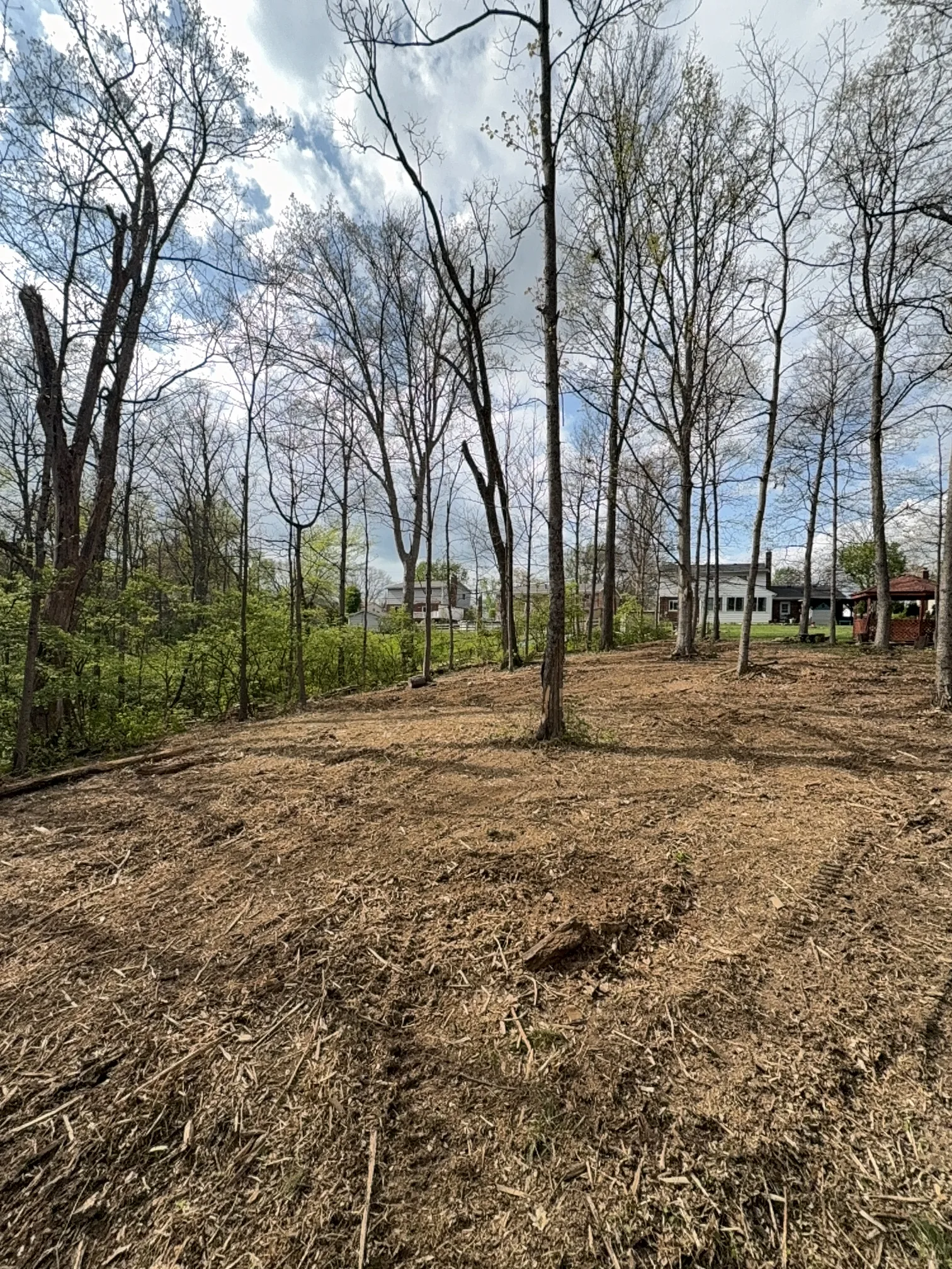Back Yard Cleanup after clearing by Brushworks
