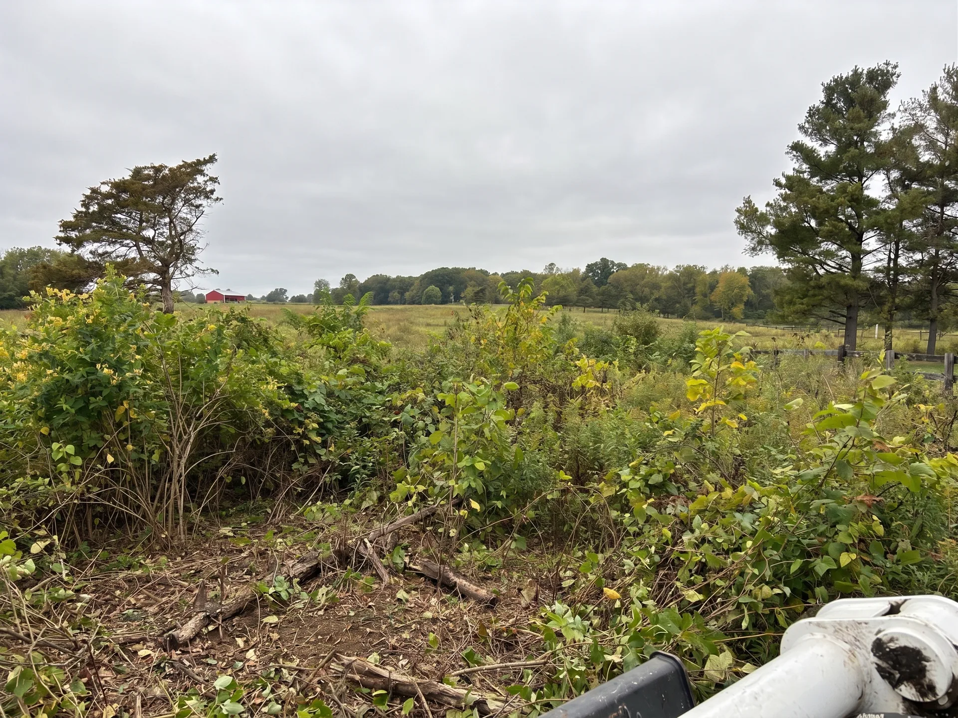 Dense Brush Clearing before by Brushworks