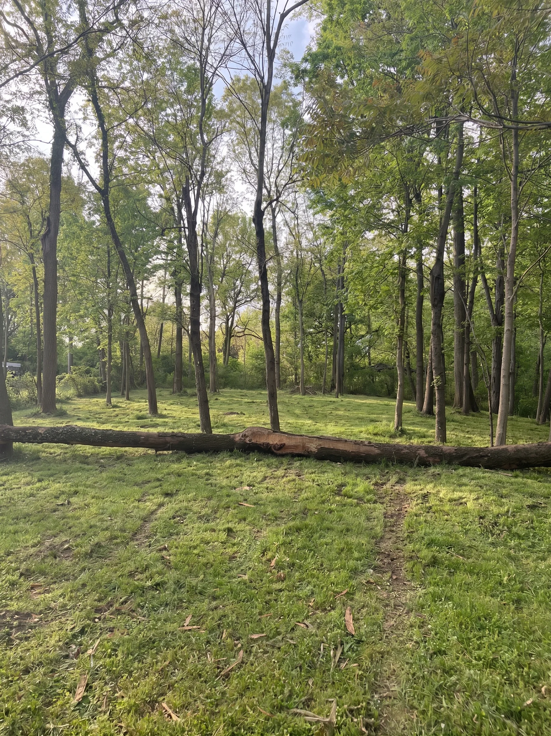 Mulched Clearing maintained by Brushworks