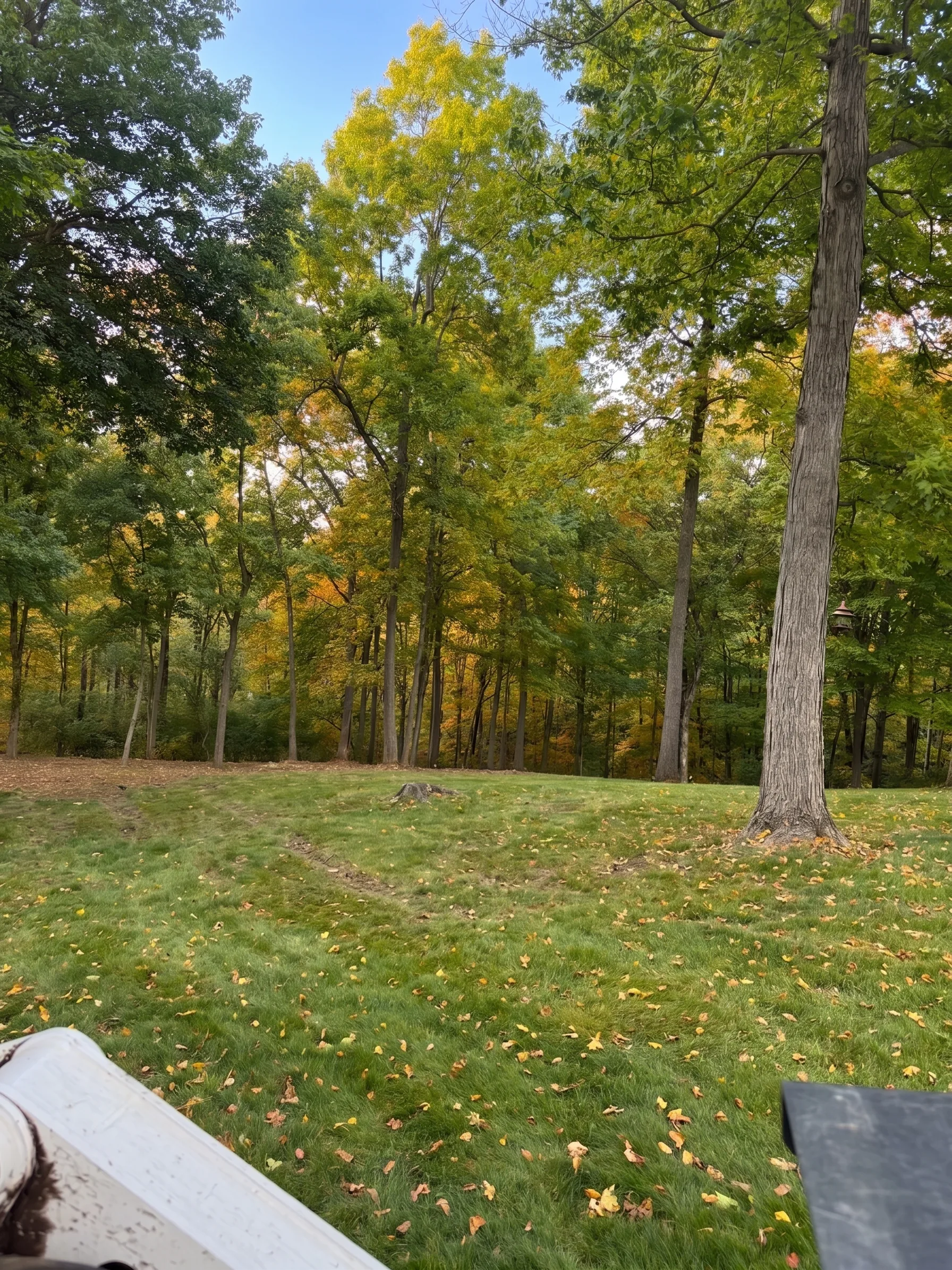 Forestry Mulching maintained by Brushworks
