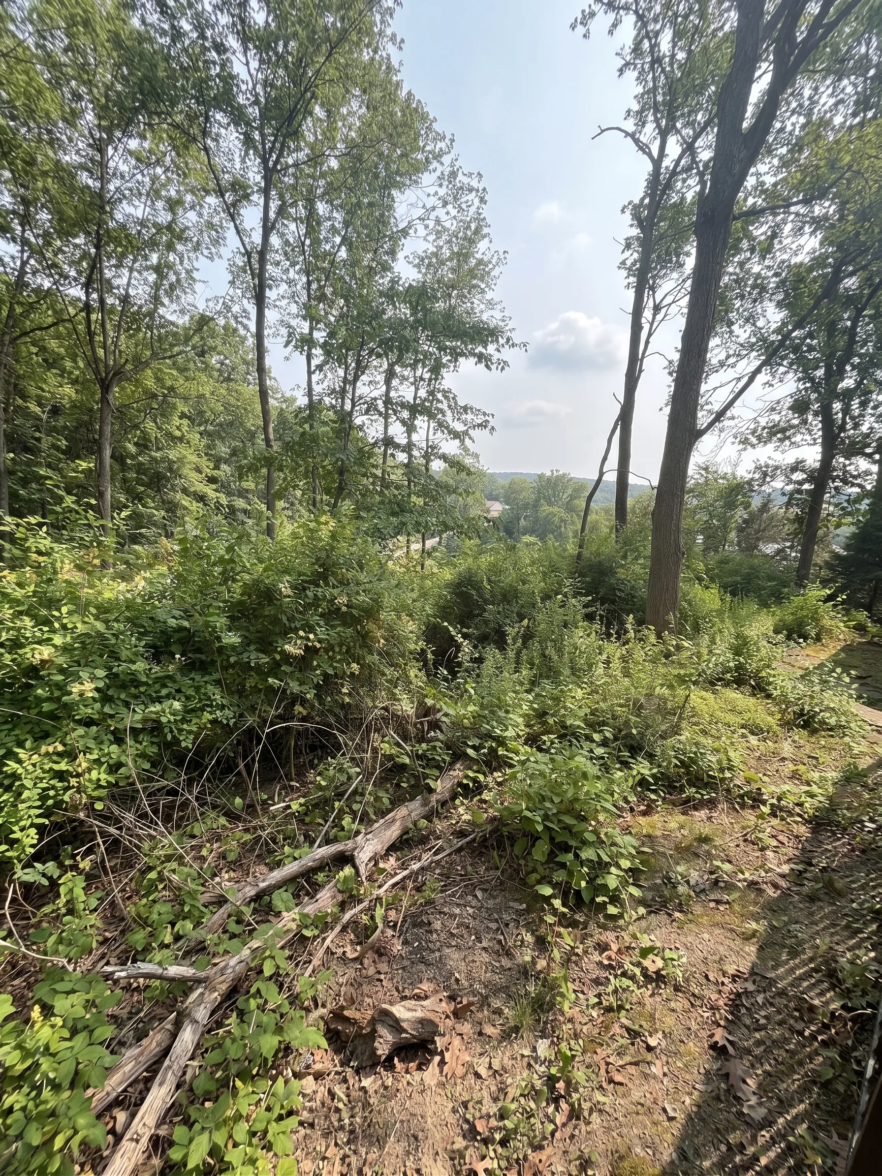 Trail & Brush Cleanup before by Brushworks