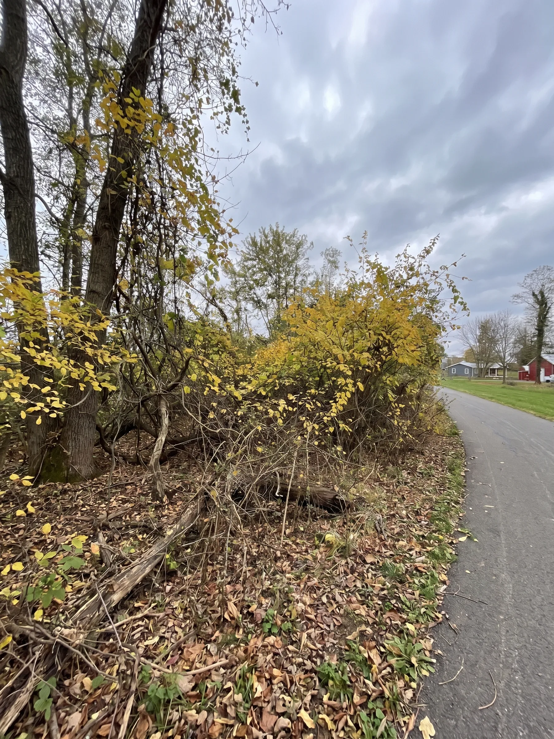 Land Clearing Cleanup before by Brushworks