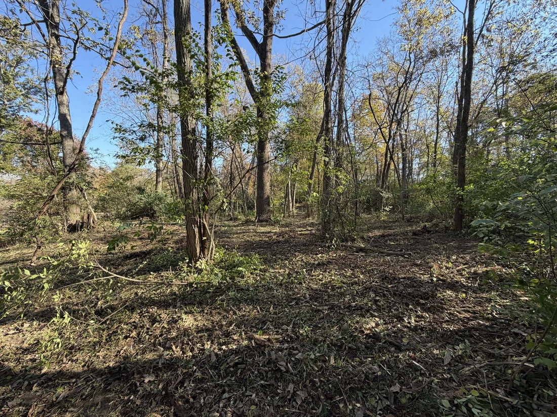 Another company's mulching job with brush left standing