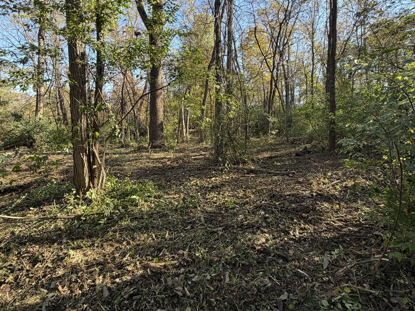 Wooded lot after another company's mulching job, with undergrowth standing between the trees and debris across the ground
