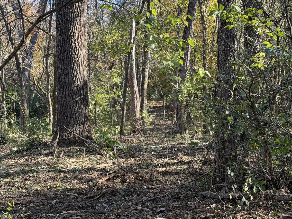 Path through the same lot with green brush and vines still crowding the trees