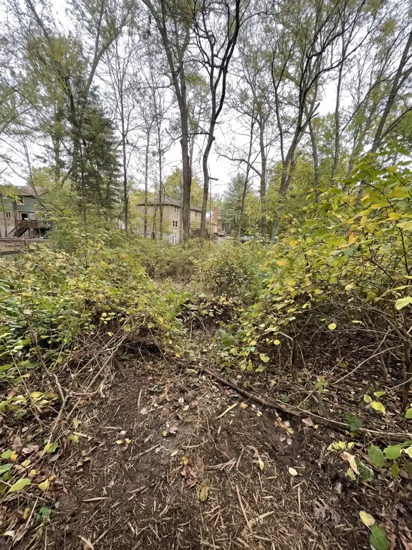 Dense brush and saplings in a wooded lot before Brushworks clearing